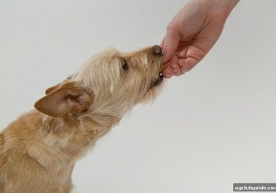 ag电子俱乐部VIP等级进阶指南：从青铜到至尊的专属权益剖析