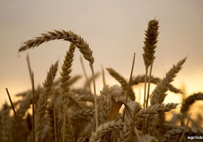 ag电子俱乐部会员积分奖励系统全解析